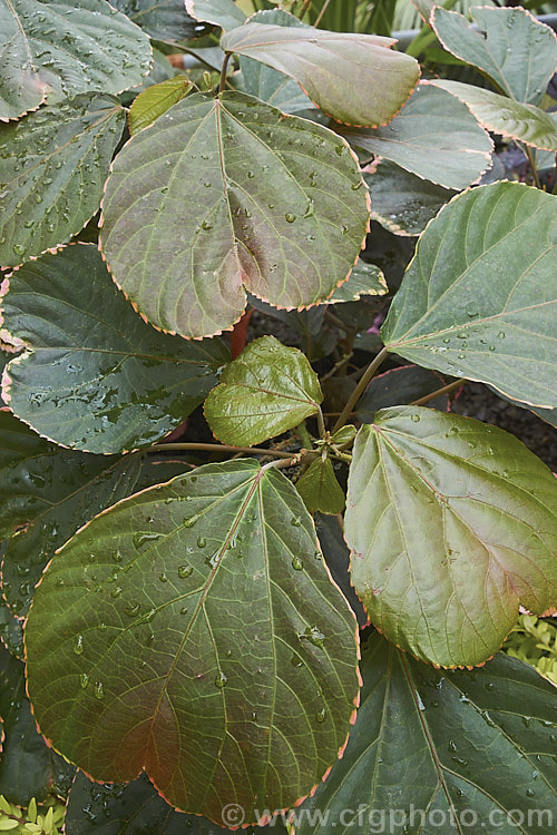 <i>Acalypha wilkesiana</i>) 'Obovata', a cultivar of Jacob's Coat, Copperleaf or Fijian Fire Plant, a shrub native to the tropical Pacific Islands. Its flower tassels are inconspicuous, and it is primarily a foliage plant, differing from the species in having leaves that are deeply indented at the tip. Order: Malpighiales, Family: Euphorbiaceae