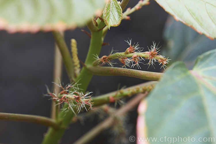 The flower spikes of <i>Acalypha wilkesiana</i>) 'Obovata', a cultivar of Jacob's Coat, Copperleaf or Fijian Fire Plant, a shrub native to the tropical Pacific Islands. The flowers are inconspicuous and it is primarily a foliage plant, differing from the species in having leaves that are deeply indented at the tip. Order: Malpighiales, Family: Euphorbiaceae