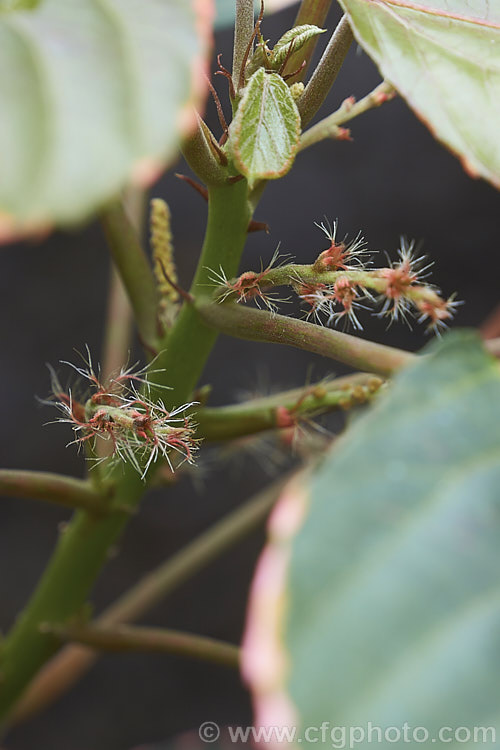 The flower spikes of <i>Acalypha wilkesiana</i>) 'Obovata', a cultivar of Jacob's Coat, Copperleaf or Fijian Fire Plant, a shrub native to the tropical Pacific Islands. The flowers are inconspicuous and it is primarily a foliage plant, differing from the species in having leaves that are deeply indented at the tip. Order: Malpighiales, Family: Euphorbiaceae