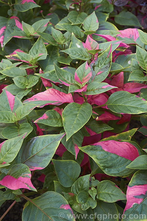 Alternanthera ficoidea 'Party. Time', a cultivar of the Calico Plant or Joseph's Coat, an evergreen subshrub native to Brazil 'Party. Time' has variegated foliage with irregular deep pink markings and occasional cream splashes. In the leaf axils it produces sprays of tiny creamy white flowers in rounded heads. alternanthera-2322htm'>Alternanthera. Order: Caryophyllales, Family: Amaranthaceae