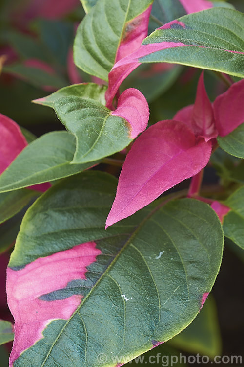 Alternanthera ficoidea 'Party. Time', a cultivar of the Calico Plant or Joseph's Coat, an evergreen subshrub native to Brazil 'Party. Time' has variegated foliage with irregular deep pink markings and occasional cream splashes. In the leaf axils it produces sprays of tiny creamy white flowers in rounded heads. alternanthera-2322htm'>Alternanthera. Order: Caryophyllales, Family: Amaranthaceae