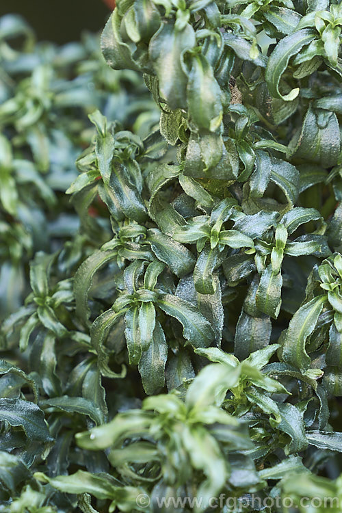 Smooth. Chaff. Flower (<i>Alternanthera paronychioides</i>), a densely foliaged, low, spreading, evergreen perennial or subshrub native to the American tropics and subtropics. This species can be rather invasive. alternanthera-2322htm'>Alternanthera. Order: Caryophyllales, Family: Amaranthaceae