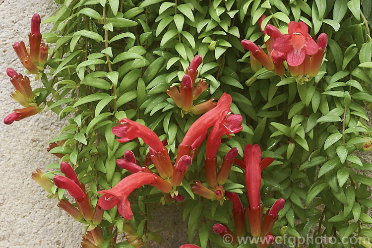 Columnea arguta, a trailing, epiphytic, evergreen shrub native to Panama. Usually grown as a hanging basket house plant, it is a member of the African Violet family and flowers for much of the year. Order: Lamiales, Family: Gesneriaceae