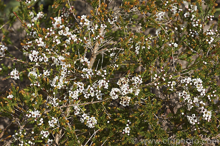 Fringed. Heath. Myrtle (<i>Micromyrtus ciliata</i>), a small, winter- to spring-flowering shrub native to Australia. It usually has a mounding, spreading habit and with age may grow to 2m wide x 70cm high, though in cultivation it is usually much smaller. The flowers range in colour from white to mid-pink and often appear darker due to the reddish calyces. micromyrtus-3148htm'>Micromyrtus. .