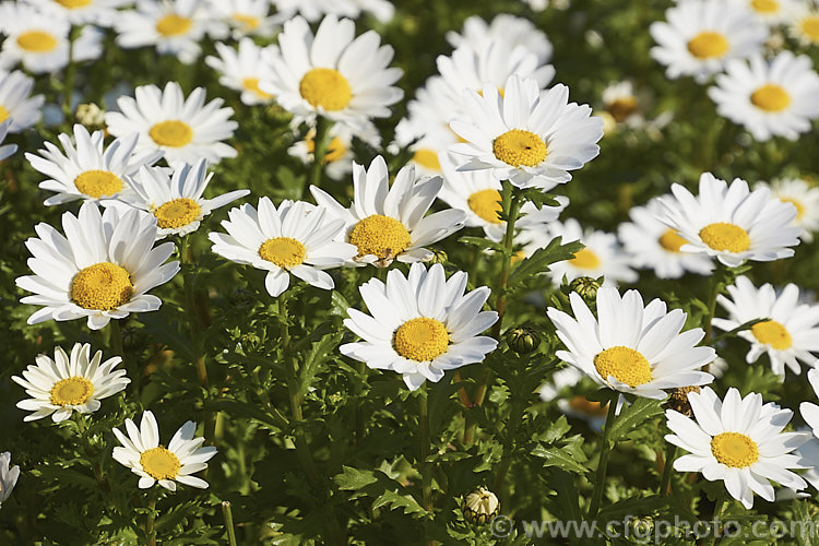 Leucanthemum paludosum 'Snowland', a compact long-flowering cultivar of a hardy annual native to the Balearic Island and the south of the Iberian. Peninsula. It is usually seen in nurseries and garden centres under the name. Chrysanthemum 'Snowland'. leucanthemum-2050htm'>Leucanthemum.