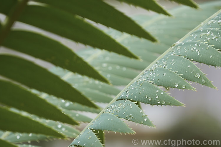 The toothed leaf edge of Dioön spinulosum, a Mexican cycad that can develop a trunk up to 10m tall. The foliage is blue-green when young but matures to a bright deep green. Order: Cycadales, Family: Zamiaceae