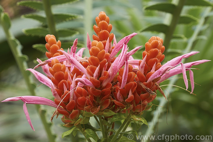 Aphelandra sinclairiana, an evergreen shrub native to Central America. In the wild it can grow to 5m but it seldom reaches 2m in cultivation. Its pink flowers and showy orange bracts are very attractive but do not last long before starting to brown and are often better in bud than in flower. aphelandra-2346htm'>Aphelandra.