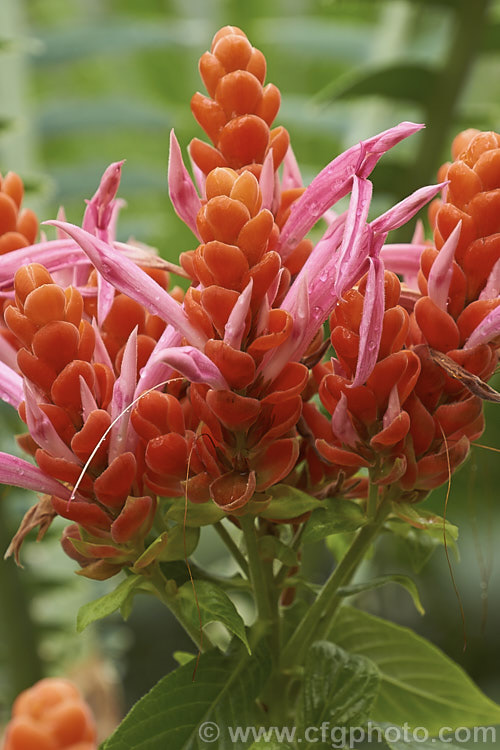 Aphelandra sinclairiana, an evergreen shrub native to Central America. In the wild it can grow to 5m but it seldom reaches 2m in cultivation. Its pink flowers and showy orange bracts are very attractive but do not last long before starting to brown and are often better in bud than in flower. aphelandra-2346htm'>Aphelandra.