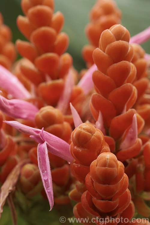 Aphelandra sinclairiana, an evergreen shrub native to Central America. In the wild it can grow to 5m but it seldom reaches 2m in cultivation. Its pink flowers and showy orange bracts are very attractive but do not last long before starting to brown and are often better in bud than in flower. aphelandra-2346htm'>Aphelandra.