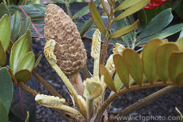 A female Cardboard Palm or Cardboard Cycad (<i>Zamia furfuracea</i>), a compact cycad native to eastern Mexico. It develops a trunk up to 12m tall with a head of stiff foliage up to 2m across. Female plants produce conspicuous these seeds cones while males have clusters of smaller pollen cones. Order: Cycadales, Family: Zamiaceae