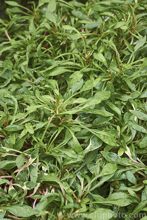 Alternanthera tenella, a low, spreading, evergreen perennial or subshrub native to the American tropics, including the West Indies. The foliage is usually variably variegated, in colour, extent and pattern. It has become naturalised in other tropical areas, notably. Hawaii and parts of Africa. The small white flowerheads occur for much of the year. alternanthera-2322htm'>Alternanthera. Order: Caryophyllales, Family: Amaranthaceae