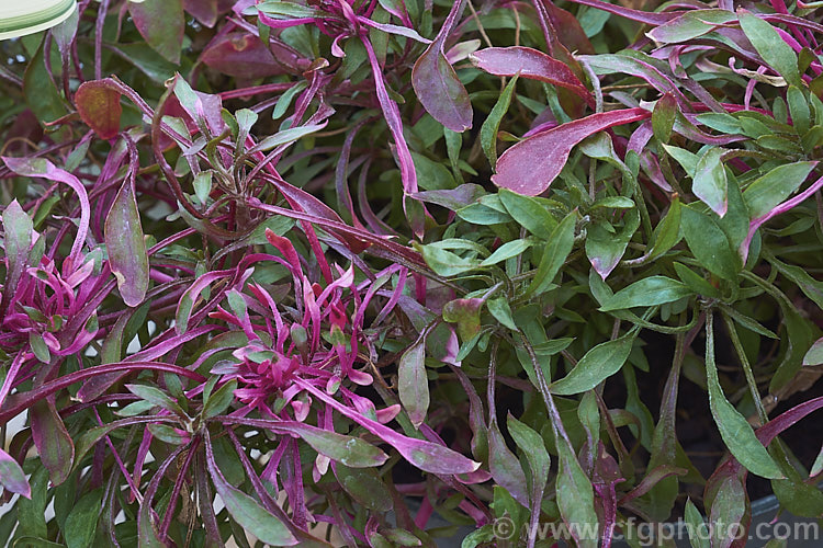 Alternanthera tenella, a low, spreading, evergreen perennial or subshrub native to the American tropics, including the West Indies. The foliage is usually variably variegated, in colour, extent and pattern. It has become naturalised in other tropical areas, notably. Hawaii and parts of Africa. The small white flowerheads occur for much of the year. alternanthera-2322htm'>Alternanthera. Order: Caryophyllales, Family: Amaranthaceae