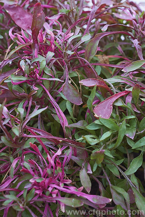 Alternanthera tenella, a low, spreading, evergreen perennial or subshrub native to the American tropics, including the West Indies. The foliage is usually variably variegated, in colour, extent and pattern. It has become naturalised in other tropical areas, notably. Hawaii and parts of Africa. The small white flowerheads occur for much of the year. alternanthera-2322htm'>Alternanthera. Order: Caryophyllales, Family: Amaranthaceae