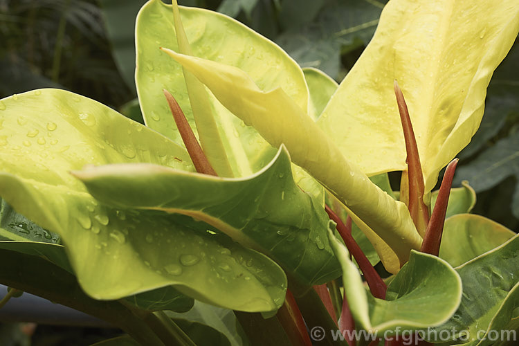 Philodendron 'Imperial Gold', a strong-growing, self-supporting hybrid philodendron with bright orange-red new growth that becomes a striking lustrous golden yellow before maturing to green. Order: Alismatales, Family: Araceae