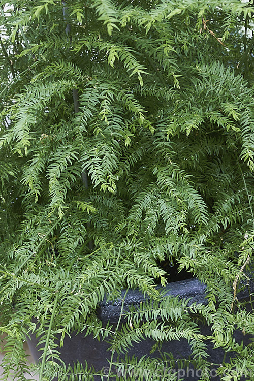 Climbing Asparagus. Fern (<i>Asparagus scandens</i>), a scrambling, evergreen, rhizomatous perennial that is often grown as a house plant. Native to South Africa's Western Cape, it can be invasive and is considered a weed in many areas, most notably much of Australia. asparagus-2372htm'>Asparagus.