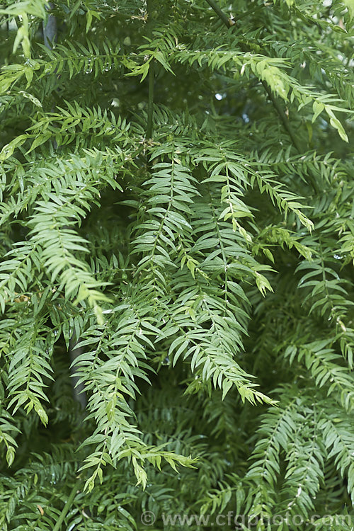 Climbing Asparagus. Fern (<i>Asparagus scandens</i>), a scrambling, evergreen, rhizomatous perennial that is often grown as a house plant. Native to South Africa's Western Cape, it can be invasive and is considered a weed in many areas, most notably much of Australia. asparagus-2372htm'>Asparagus.