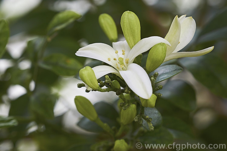 Orange Jessamine, Satinwood or Chinese Box (<i>Murraya paniculata</i>), an East Asian evergreen shrub or small tree with clusters of these small fragrant white flowers that are followed by orange-red to red berries. As the general appearance suggests, it is part of the citrus family (<i>Rutaceae</i>). murraya-3162htm'>Murraya.