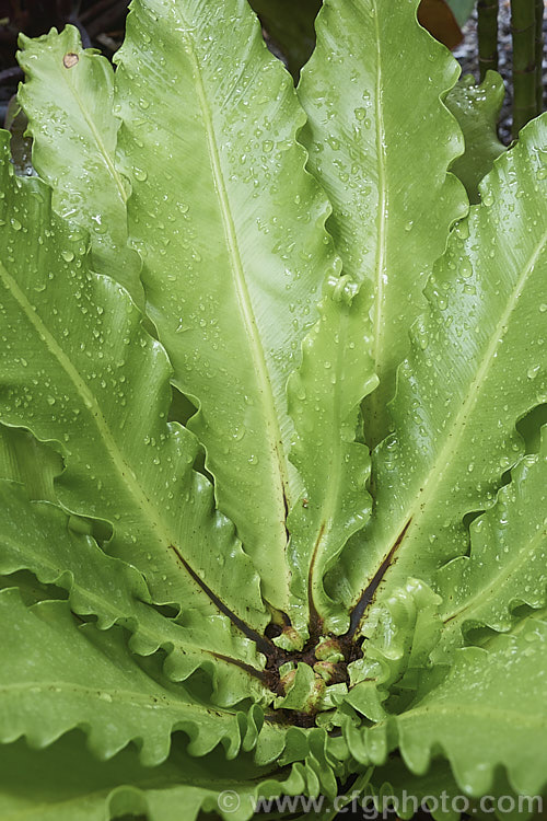 Bird's Nest. Fern (<i>Asplenium australasicum</i>), a species found in Australia and much of Polynesia. The fronds are up to 15m long. It is very similar to, and sometimes considered synonymous with, the more widely distributed. Asplenium nidus, but its foliage has a rather thicker, waxier texture. asplenium-2279htm'>Asplenium. <a href='aspleniaceae-plant-family-photoshtml'>Aspleniaceae</a>.