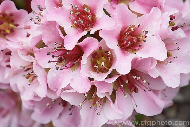 The flowers of Pigsqueak (<i>Bergenia cordifolia</i>), a hardy perennial native to Siberia. The large leaves are near-evergreen in mild climates. Its flowers, on reddish stems up to 30cm high, open from late winter. The common name supposedly comes from the squeals of delight given by pigs on finding the rhizomes, though it may also be because of the noise produced by rubbing the wet foliage. bergenia-2281htm'>Bergenia. <a href='saxifragaceae-plant-family-photoshtml'>Saxifragaceae</a>.