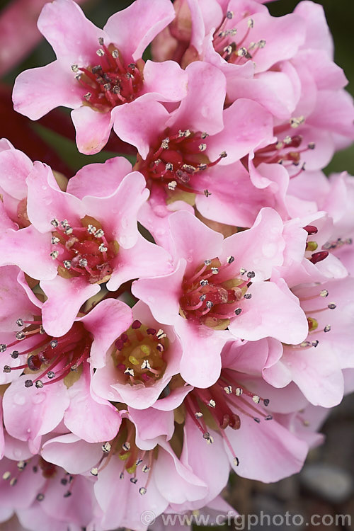 The flowers of Pigsqueak (<i>Bergenia cordifolia</i>), a hardy perennial native to Siberia. The large leaves are near-evergreen in mild climates. Its flowers, on reddish stems up to 30cm high, open from late winter. The common name supposedly comes from the squeals of delight given by pigs on finding the rhizomes, though it may also be because of the noise produced by rubbing the wet foliage. bergenia-2281htm'>Bergenia. <a href='saxifragaceae-plant-family-photoshtml'>Saxifragaceae</a>.