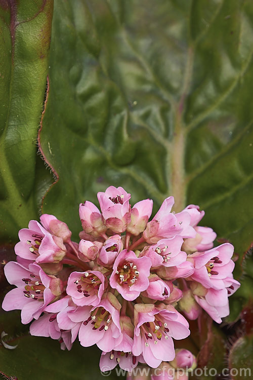 Pigsqueak (<i>Bergenia cordifolia</i>), a hardy perennial native to Siberia. The large leaves are near-evergreen in mild climates. Its flowers, on reddish stems up to 30cm high, open from late winter. The common name supposedly comes from the squeals of delight given by pigs on finding the rhizomes, though it may also be because of the noise produced by rubbing the wet foliage. bergenia-2281htm'>Bergenia. <a href='saxifragaceae-plant-family-photoshtml'>Saxifragaceae</a>.