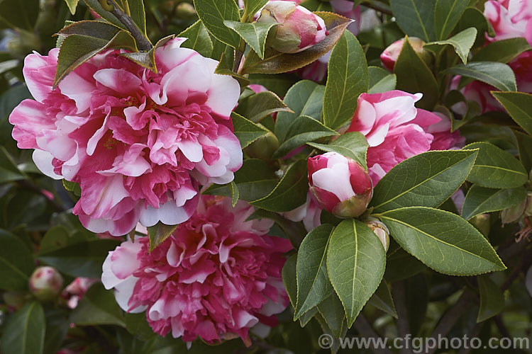 <i>Camellia</i> 'Anticipation Variegated', this is a sport of 'Anticipation' (<i>Camellia saluensis</i> x <i>Camellia japonica</i> 'Leviathan'), a heavy-flowering x williamsii hybrid raised by Jury of New Zealand in 1962. Its flowers are usually heavily marked with white patches but some blooms may be all-over pink like those of 'Anticipation'. Order: Ericales, Family: Theaceae