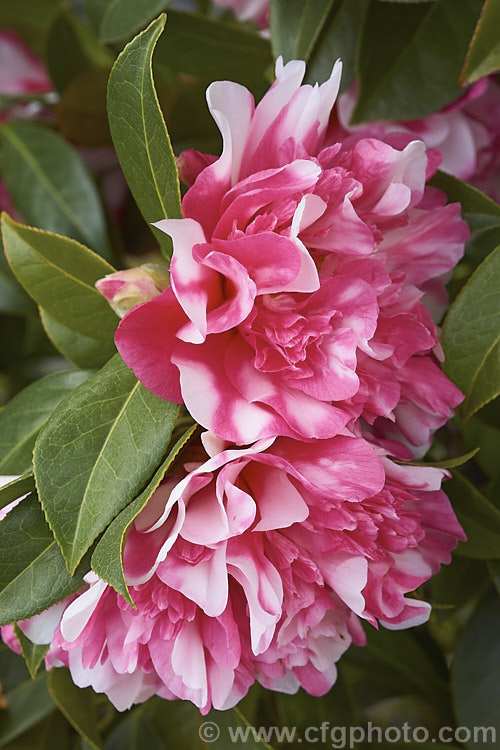 <i>Camellia</i> 'Anticipation Variegated', this is a sport of 'Anticipation' (<i>Camellia saluensis</i> x <i>Camellia japonica</i> 'Leviathan'), a heavy-flowering x williamsii hybrid raised by Jury of New Zealand in 1962. Its flowers are usually heavily marked with white patches but some blooms may be all-over pink like those of 'Anticipation'. Order: Ericales, Family: Theaceae