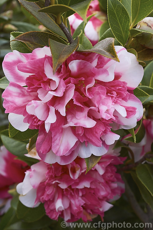 <i>Camellia</i> 'Anticipation Variegated', this is a sport of 'Anticipation' (<i>Camellia saluensis</i> x <i>Camellia japonica</i> 'Leviathan'), a heavy-flowering x williamsii hybrid raised by Jury of New Zealand in 1962. Its flowers are usually heavily marked with white patches but some blooms may be all-over pink like those of 'Anticipation'. Order: Ericales, Family: Theaceae