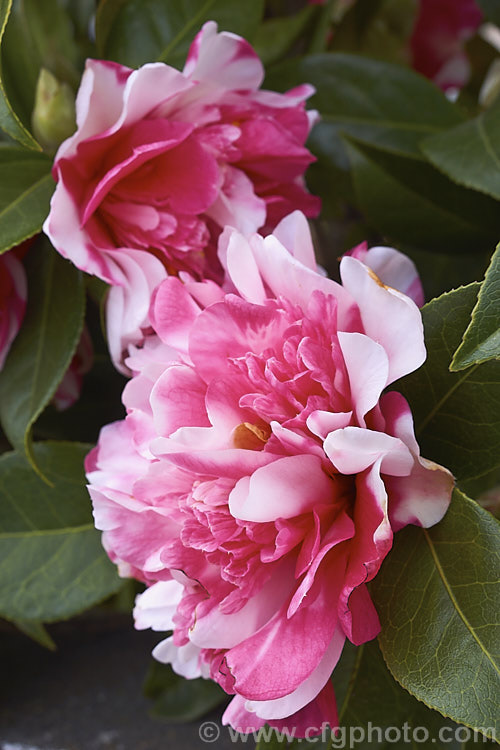 <i>Camellia</i> 'Anticipation Variegated', this is a sport of 'Anticipation' (<i>Camellia saluensis</i> x <i>Camellia japonica</i> 'Leviathan'), a heavy-flowering x williamsii hybrid raised by Jury of New Zealand in 1962. Its flowers are usually heavily marked with white patches but some blooms may be all-over pink like those of 'Anticipation'. Order: Ericales, Family: Theaceae