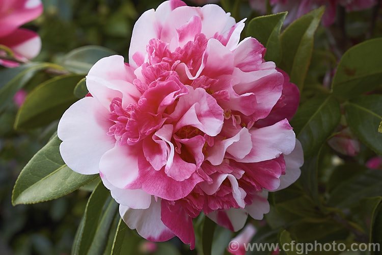 <i>Camellia</i> 'Anticipation Variegated', this is a sport of 'Anticipation' (<i>Camellia saluensis</i> x <i>Camellia japonica</i> 'Leviathan'), a heavy-flowering x williamsii hybrid raised by Jury of New Zealand in 1962. Its flowers are usually heavily marked with white patches but some blooms may be all-over pink like those of 'Anticipation'. Order: Ericales, Family: Theaceae