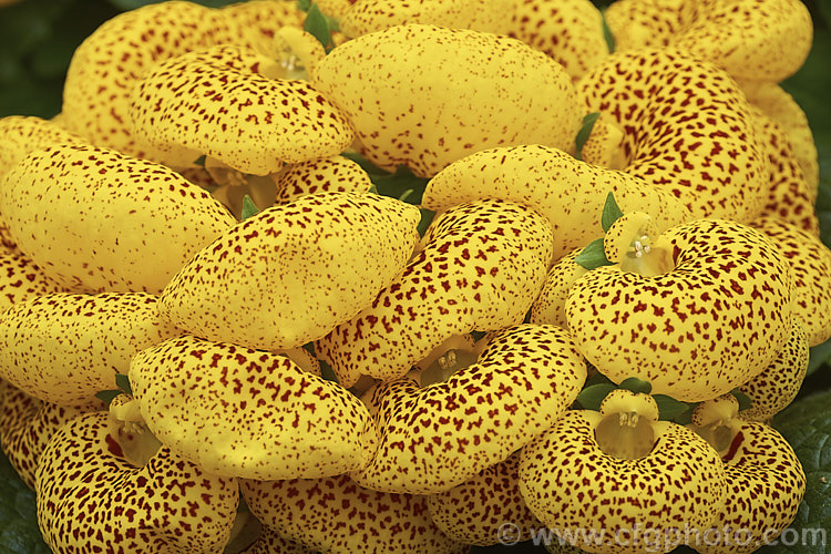 One of the many colour forms of Herbeohybrida Calceolaria (<i>Calceolaria x herbeohybrida</i>). These hybrids of Calceolaria crenatiflora x C corymbosa x C cana are usually used as winter greenhouse plants or summer bedders.