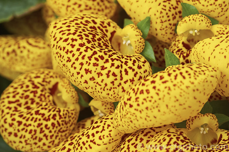 One of the many colour forms of Herbeohybrida Calceolaria (<i>Calceolaria x herbeohybrida</i>). These hybrids of Calceolaria crenatiflora x C corymbosa x C cana are usually used as winter greenhouse plants or summer bedders.