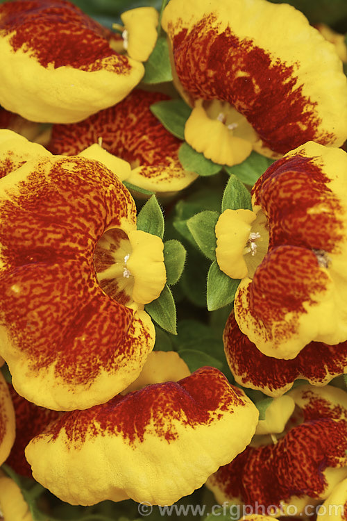 One of the many colour forms of Herbeohybrida Calceolaria (<i>Calceolaria x herbeohybrida</i>). These hybrids of Calceolaria crenatiflora x C corymbosa x C cana are usually used as winter greenhouse plants or summer bedders.