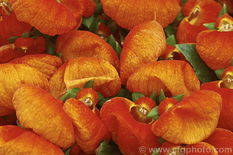 One of the many colour forms of Herbeohybrida Calceolaria (<i>Calceolaria x herbeohybrida</i>). These hybrids of Calceolaria crenatiflora x C corymbosa x C cana are usually used as winter greenhouse plants or summer bedders.