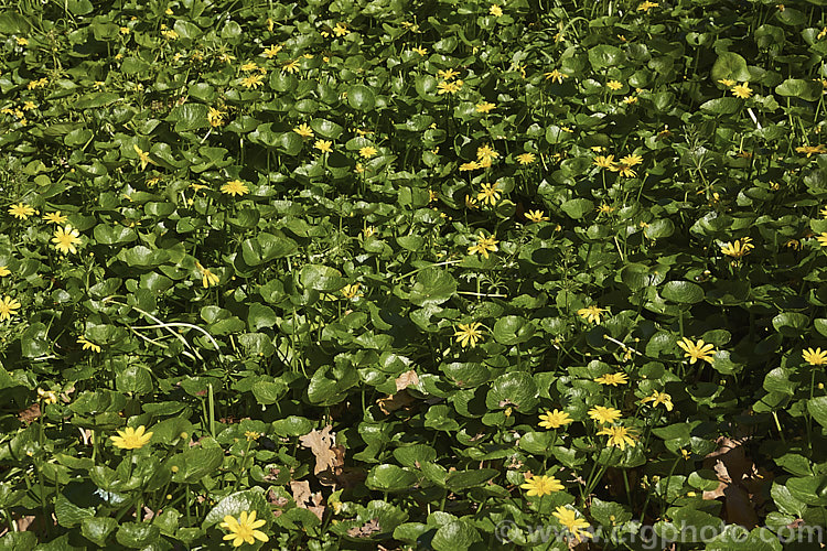 Kingcup or Marsh. Marigold (<i>Caltha palustris</i>), a spring-flowering ranunculus-like perennial with a preference for damp to wet soil. It occurs naturally over much of the temperate. Northern Hemisphere and has naturalised in other temperate climates. caltha-2630htm'>Caltha.