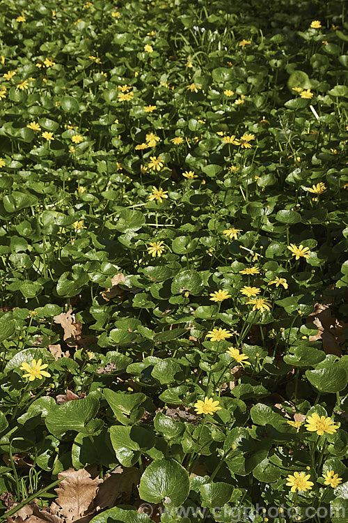 Kingcup or Marsh. Marigold (<i>Caltha palustris</i>), a spring-flowering ranunculus-like perennial with a preference for damp to wet soil. It occurs naturally over much of the temperate. Northern Hemisphere and has naturalised in other temperate climates. caltha-2630htm'>Caltha.