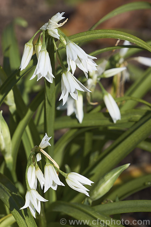 Triquetrous or three-cornered leek (<i>Allium triquetrum</i>), a spring-flowering bulb native to southern Europe. The foliage has a scent between leek, garlic and onion. It naturalises freely and can become an invasive weed. allium-2045htm'>Allium.