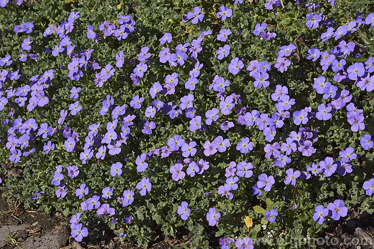 Aubretia (<i>Aubrieta deltoidea</i>), a perennial native of the Aegean region. Sometimes grown as a bedding annual, it is also widely grown as a rockery plant and is ideal for spilling over rock walls and growing in the cracks in stone paving. Note the difference in the spelling of the common name aubretia and the proper name. Aubrieta. aubrieta-2388htm'>Aubrieta. .