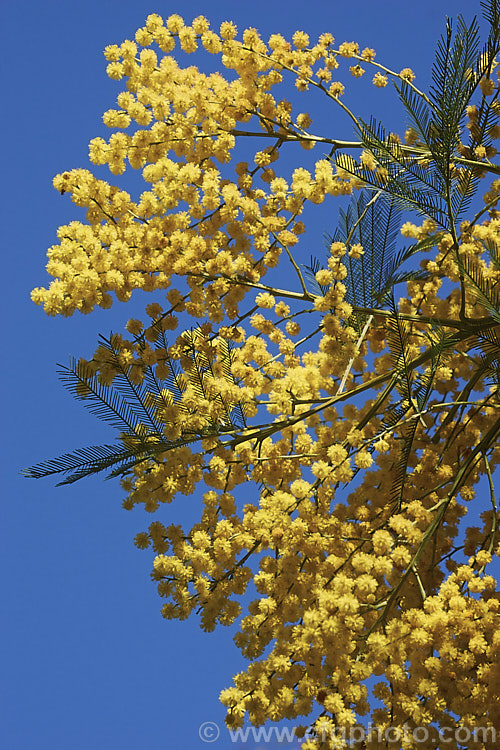 Green Wattle or Black Wattle (<i>Acacia decurrens</i>), a winter- to spring-flowering evergreen tree native to New South Wales, Australia. It is notable for its deep green bipinnate leaves and bright yellow flowers, and is one of the hardier. Acacia species. Order: Fabales, Family: Fabaceae