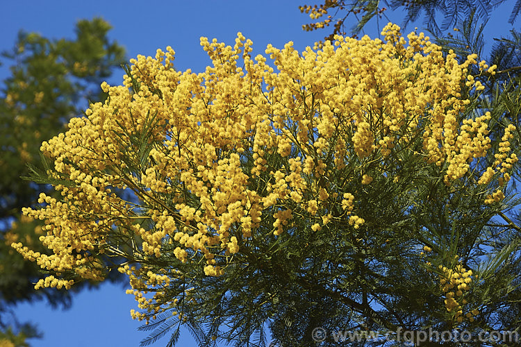 Green Wattle or Black Wattle (<i>Acacia decurrens</i>), a winter- to spring-flowering evergreen tree native to New South Wales, Australia. It is notable for its deep green bipinnate leaves and bright yellow flowers, and is one of the hardier. Acacia species. Order: Fabales, Family: Fabaceae