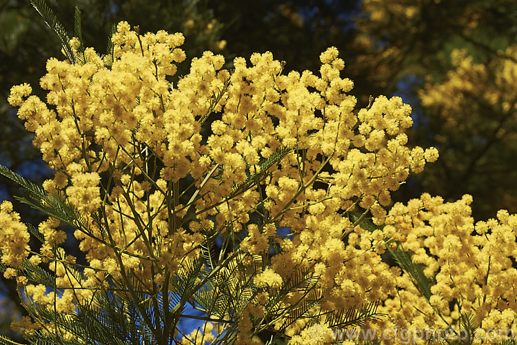 Green Wattle or Black Wattle (<i>Acacia decurrens</i>), a winter- to spring-flowering evergreen tree native to New South Wales, Australia. It is notable for its deep green bipinnate leaves and bright yellow flowers, and is one of the hardier. Acacia species. Order: Fabales, Family: Fabaceae