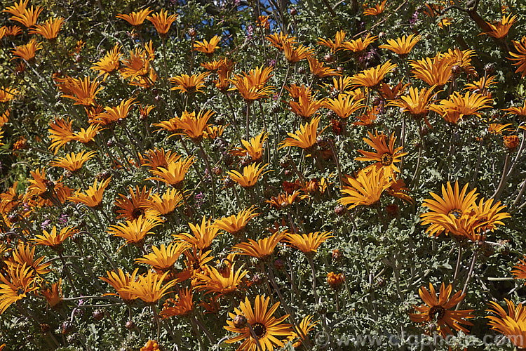 Arctotis acaulis, a late winter- to early summer-flowering perennial daisy native to South Africa. This species typically has orange flowerheads, though yellow, cream and pink are also common. Garden forms are sometimes sold under this name though they are usually hybrids. Order: Asterales, Family: Asteraceae