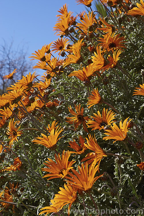 Arctotis acaulis, a late winter- to early summer-flowering perennial daisy native to South Africa. This species typically has orange flowerheads, though yellow, cream and pink are also common. Garden forms are sometimes sold under this name though they are usually hybrids. Order: Asterales, Family: Asteraceae