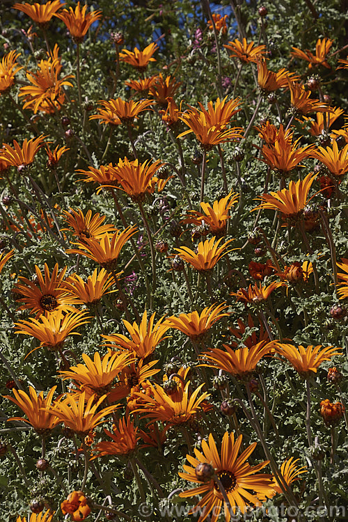 Arctotis acaulis, a late winter- to early summer-flowering perennial daisy native to South Africa. This species typically has orange flowerheads, though yellow, cream and pink are also common. Garden forms are sometimes sold under this name though they are usually hybrids. Order: Asterales, Family: Asteraceae