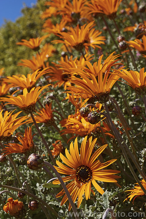 Arctotis acaulis, a late winter- to early summer-flowering perennial daisy native to South Africa. This species typically has orange flowerheads, though yellow, cream and pink are also common. Garden forms are sometimes sold under this name though they are usually hybrids. Order: Asterales, Family: Asteraceae