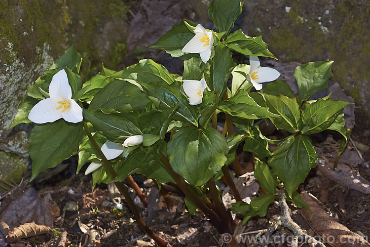 Western White Trillium (<i>Trillium ovatum</i>). A small western North America species that prefers lightly shaded woodland or rockery conditions. The bracts open almost white and redden as they age. trillium-2304htm'>Trillium. <a href='melanthiaceae-plant-family-photoshtml'>Melanthiaceae</a>.