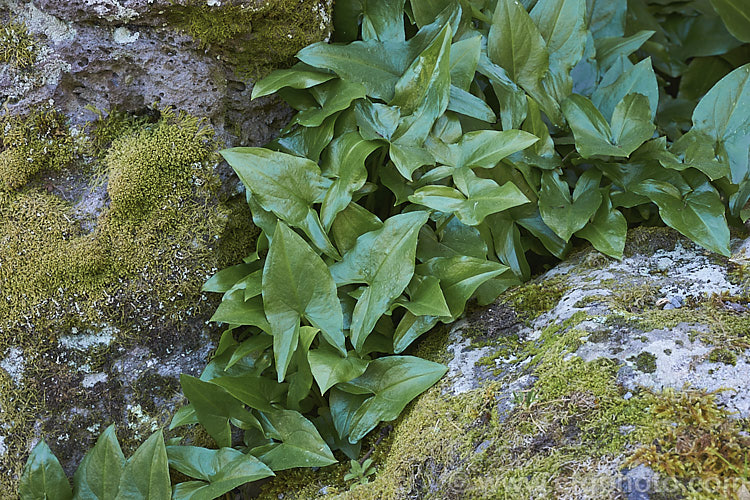 Early spring foliage of Mouse Plant (<i>Arisarum proboscideum</i>), a rhizome-rooted, spring-flowering perennial native to Spain and Italy. The flowers are largely hidden among the leaves but the elongated tips of the spathes emerge, rather like mouse tails disappearing into the foliage. Order: Alismatales, Family: Araceae