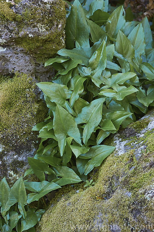 Early spring foliage of Mouse Plant (<i>Arisarum proboscideum</i>), a rhizome-rooted, spring-flowering perennial native to Spain and Italy. The flowers are largely hidden among the leaves but the elongated tips of the spathes emerge, rather like mouse tails disappearing into the foliage. Order: Alismatales, Family: Araceae