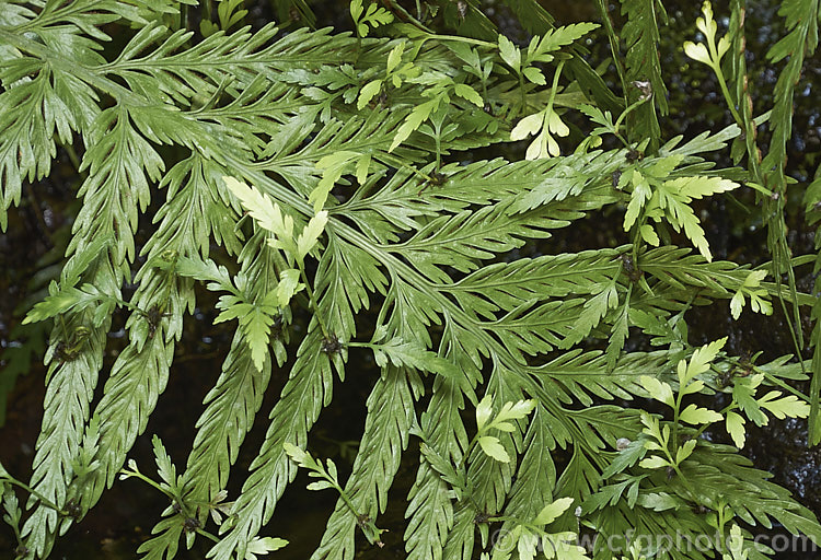 Hen and Chickens. Fern (<i>Asplenium bulbiferum</i>), an evergreen fern native to Australia and New Zealand It is so-named for the small plantlets that form along the edge of the fronds, as cab be seen in this image. These can removed and grown on as new ferns. asplenium-2279htm'>Asplenium. <a href='aspleniaceae-plant-family-photoshtml'>Aspleniaceae</a>.