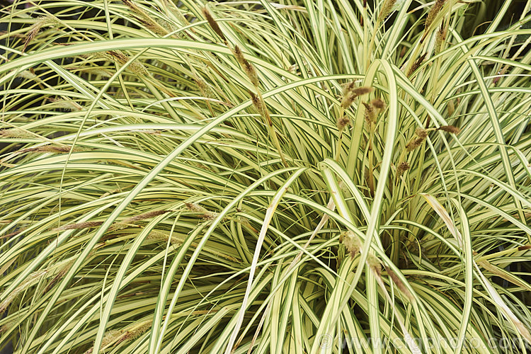 <i>Carex oshimensis</i> 'Evergold', a boldly variegated cultivar of a Japanese sedge. It is around 40cm high when in flower and can from a clump up to 50cm wide. The foliage may be evergreen or deciduous depending on the severity of winter conditions. Order: Poales, Family: Cyperaceae